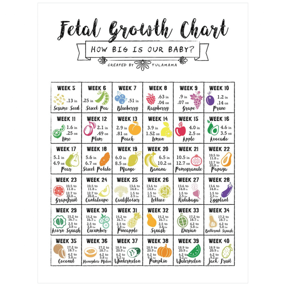 Pregnant Belly Progression Chart To Help You Track Your Pregnancy Tulamama