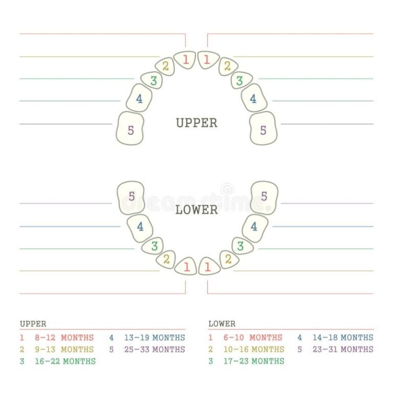 Primary Teeth Chart Stock Illustrations 104 Primary Teeth Chart Stock Illustrations Vectors U0026 Clipart Dreamstime