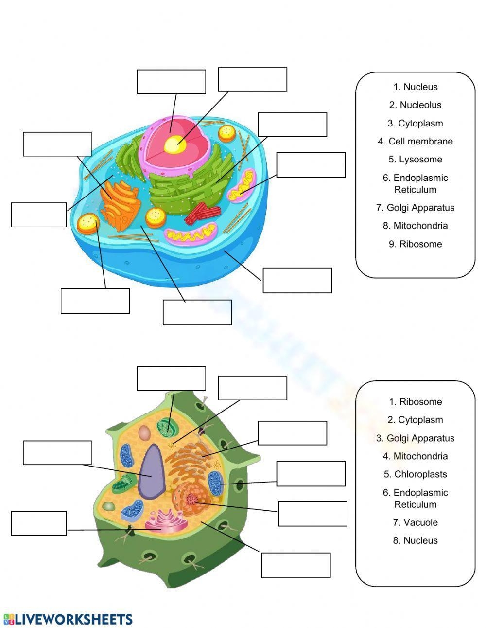 Printable Cell Structure And Function Worksheets Download