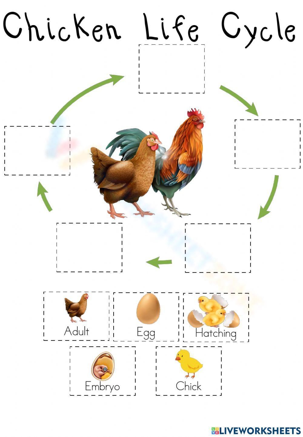 Printable Chicken Life Cycle Worksheets Download