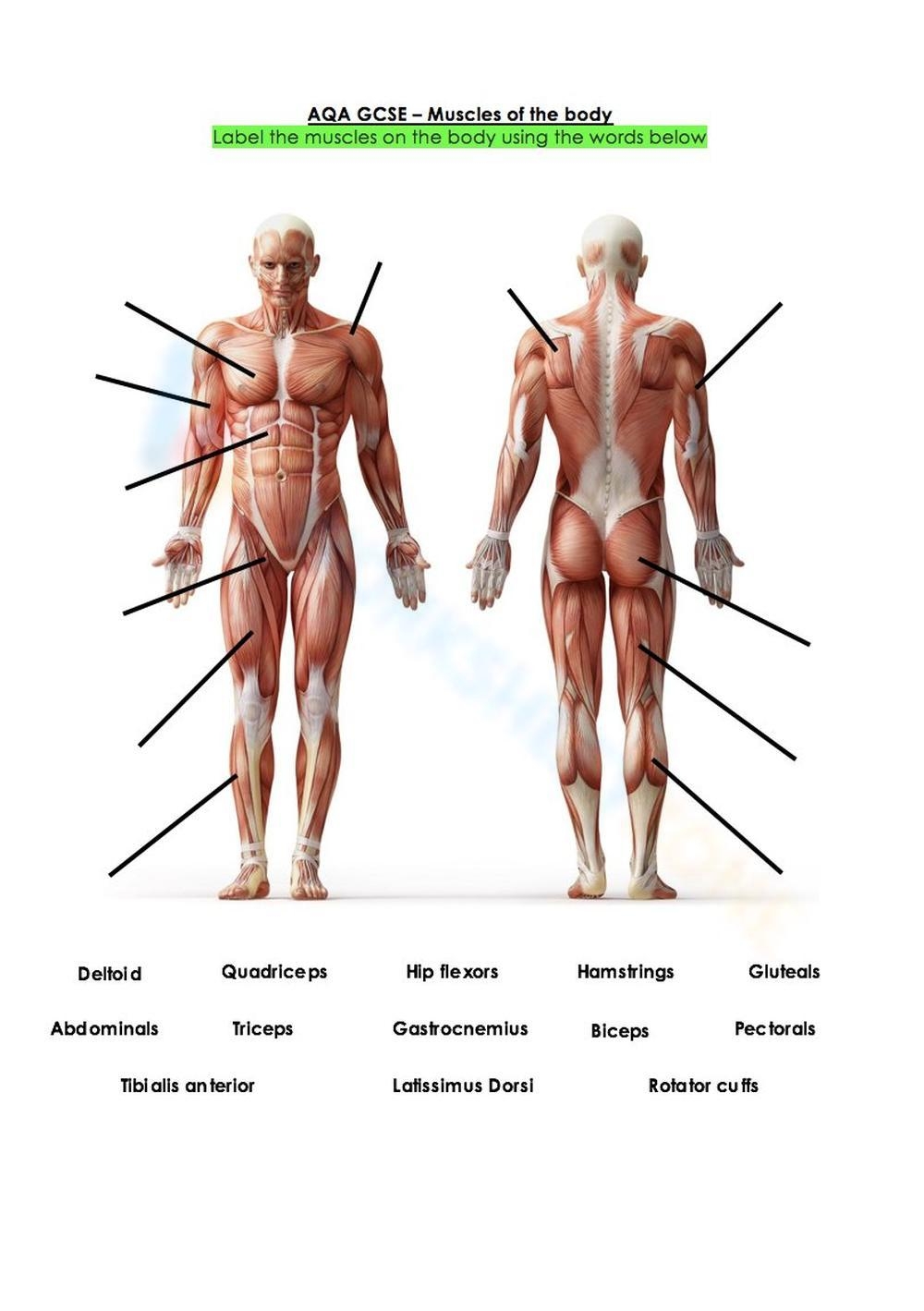 Printable Anatomy Labeling Worksheets With Answers