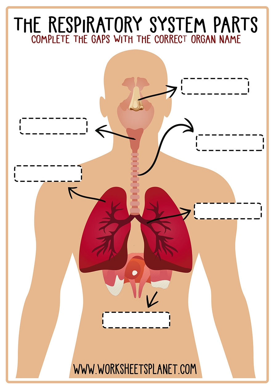 Respiratory System For Kids Diagram Theory Vocabulary Respiratory System For Kids Diagram Theory Vocabulary