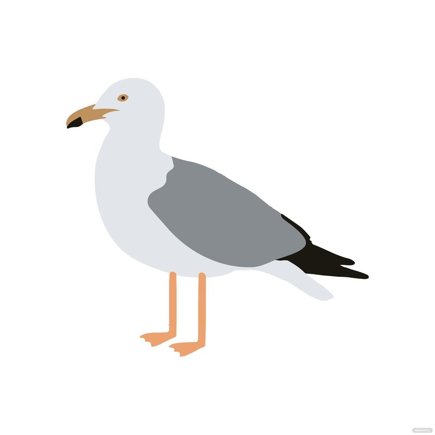 Seagull Clipart Template In PSD Illustrator JPG EPS PNG SVG Download Template Seagull Clipart Template In PSD Illustrator JPG EPS PNG SVG Download Template