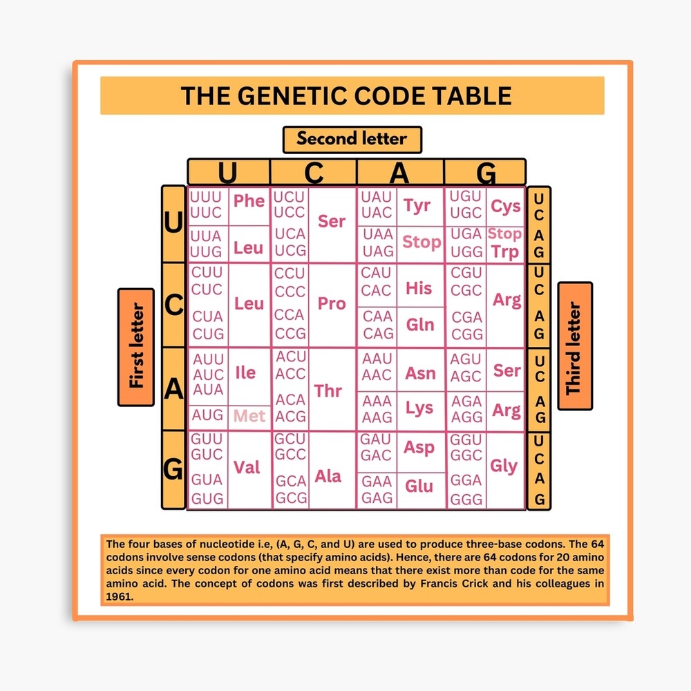 The Genetic Code Table For Genetics Art Board Print For Sale By ScienceStores Redbubble