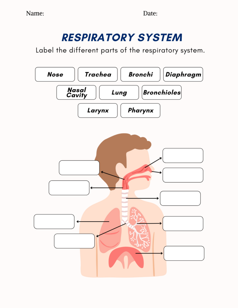 The Respiratory System Worksheet Education World