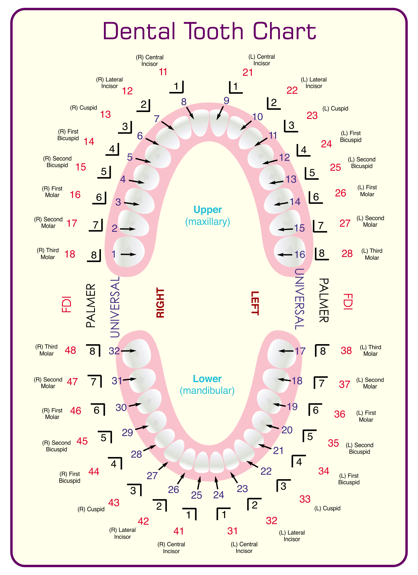 Tooth Chart Full Sheet 15 Free PDF Printables Printablee