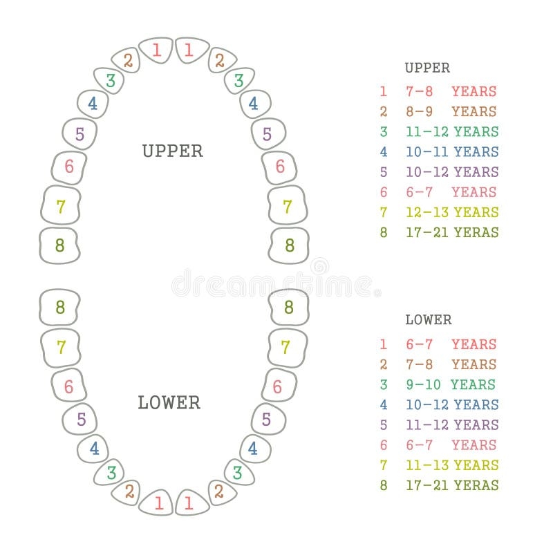 Tooth Chart Stock Illustrations 2 040 Tooth Chart Stock Illustrations Vectors U0026 Clipart Dreamstime