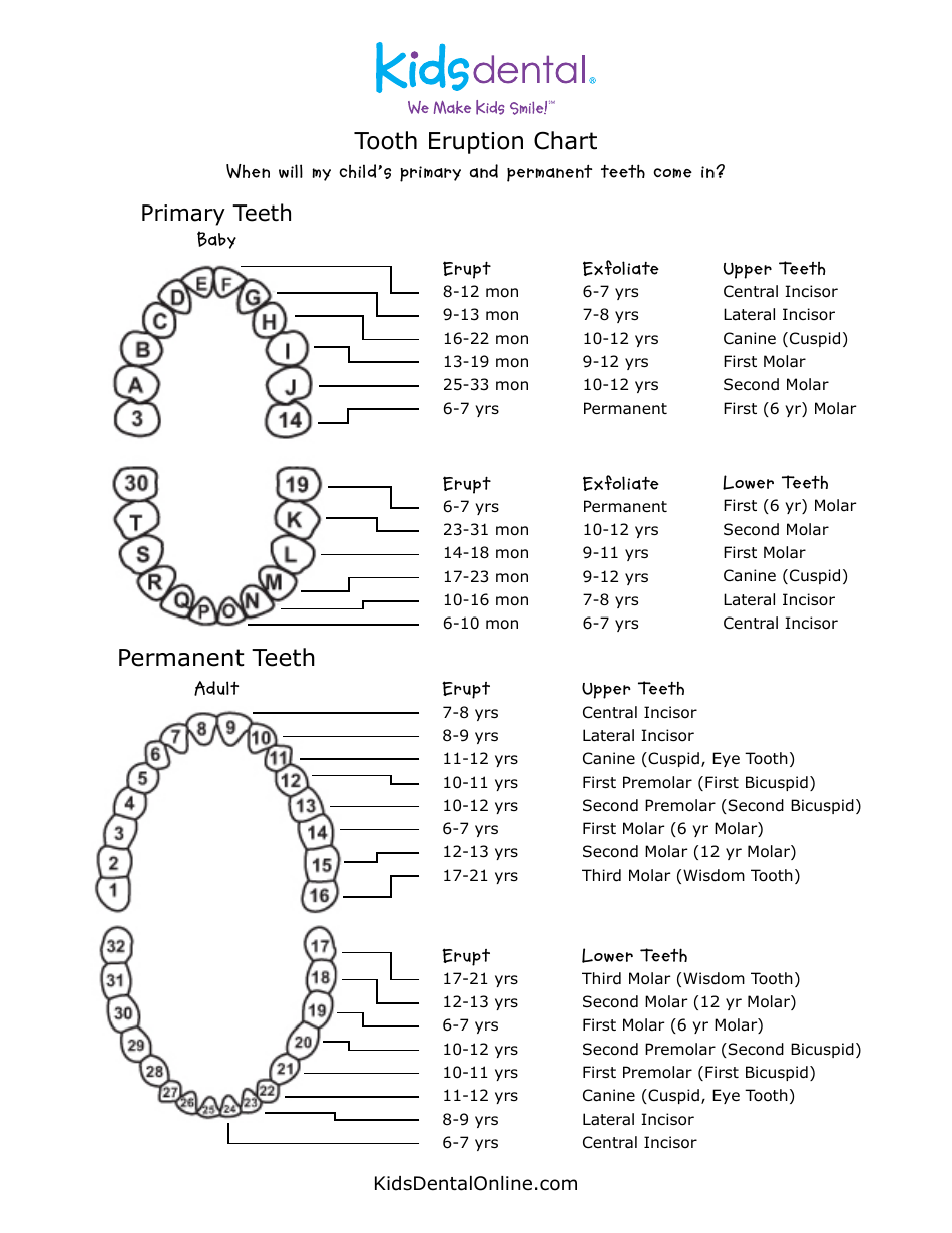 Tooth Eruption Chart Kids Dental Download Printable PDF Templateroller