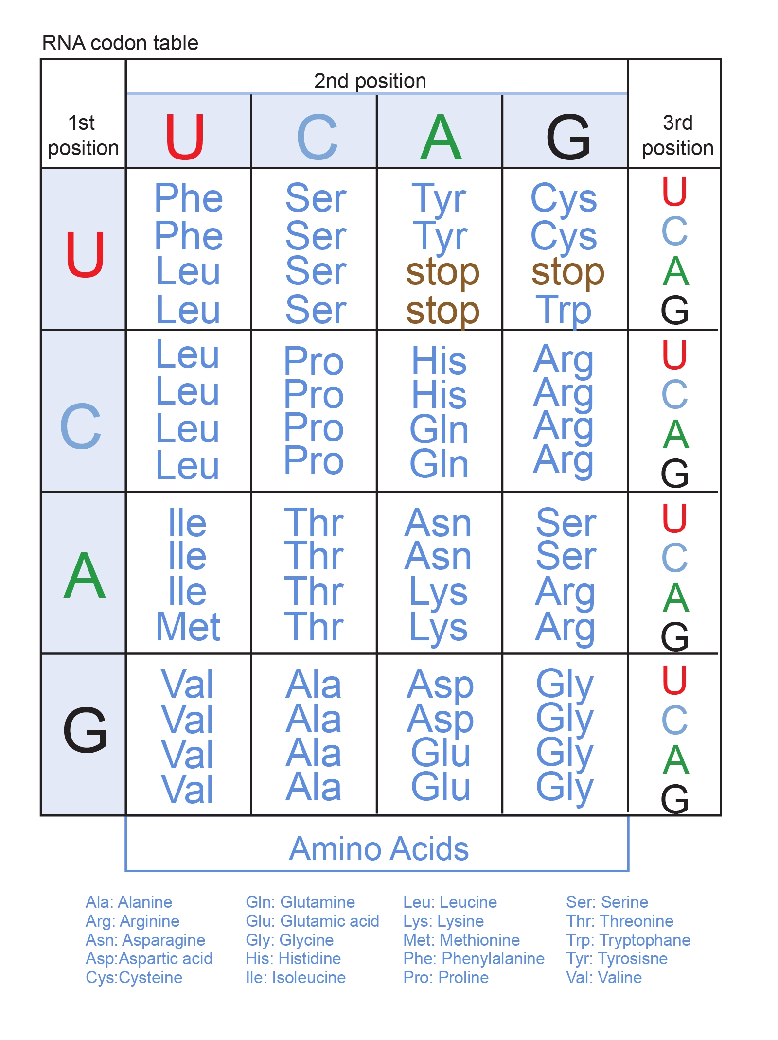 What Is Genetic Code StoryMD