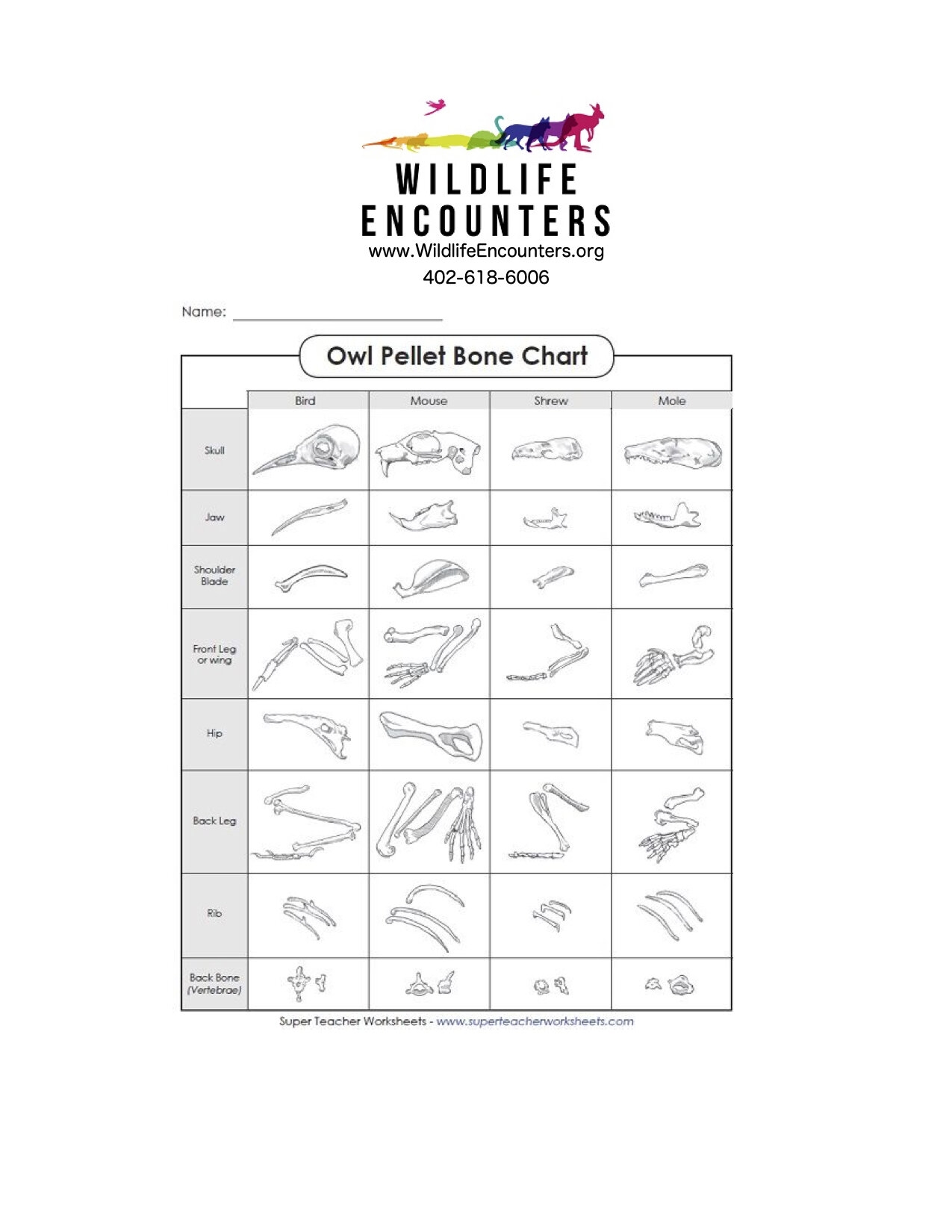 Wildlife Encounters Owl Pellet Dissection WILDLIFE ENCOUNTERS Wildlife Encounters Owl Pellet Dissection WILDLIFE ENCOUNTERS