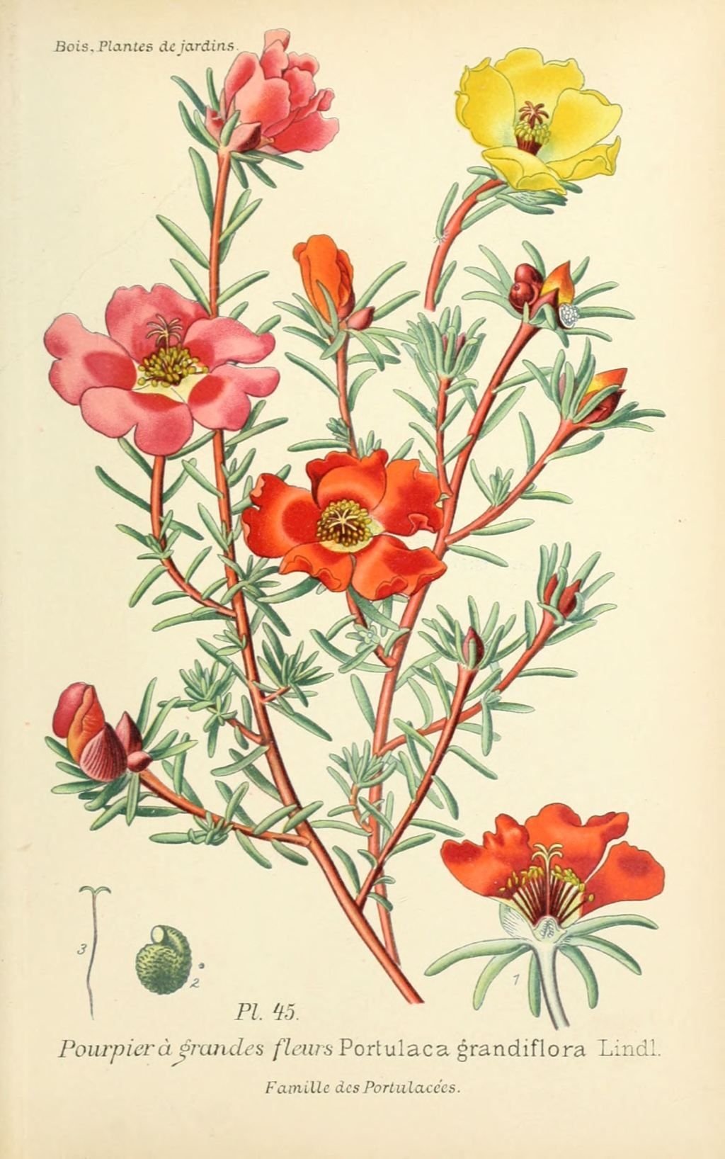 Free Printable Portulaca Flower Template