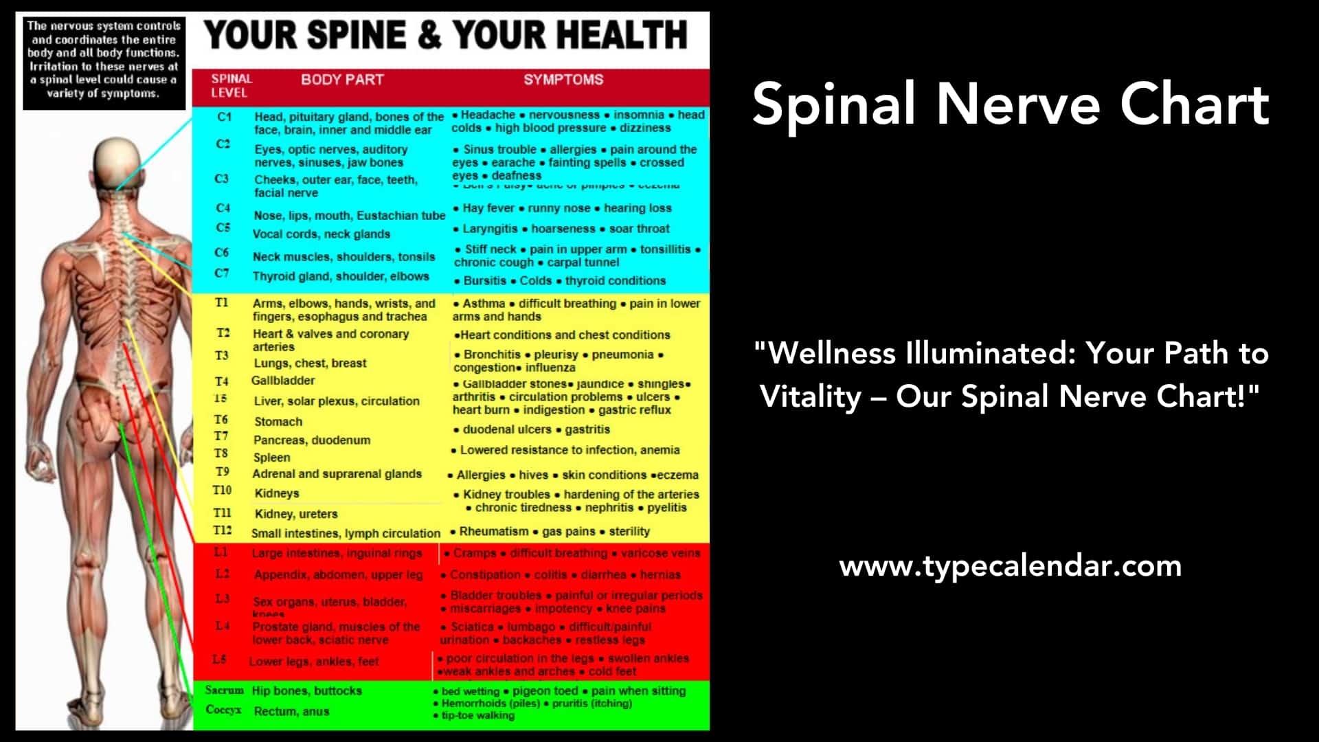 30 Free Printable Spinal Column Spinal Nerve Charts PDF