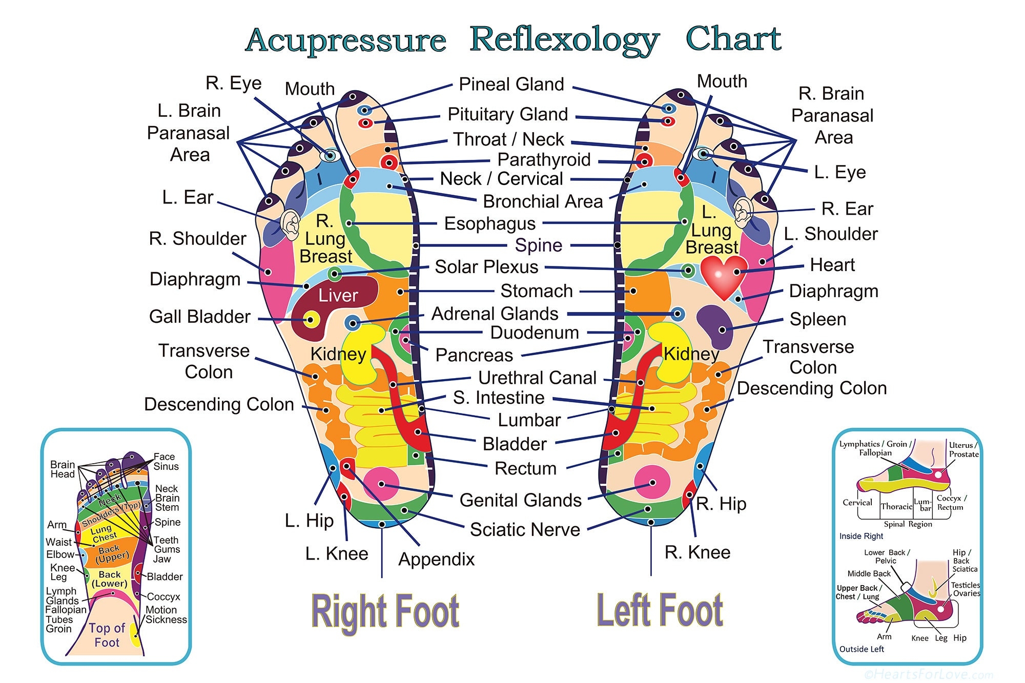 Acupressure And Reflexology Chart For The Feet Professional Quality Print Up To Three Feet Wide Etsy