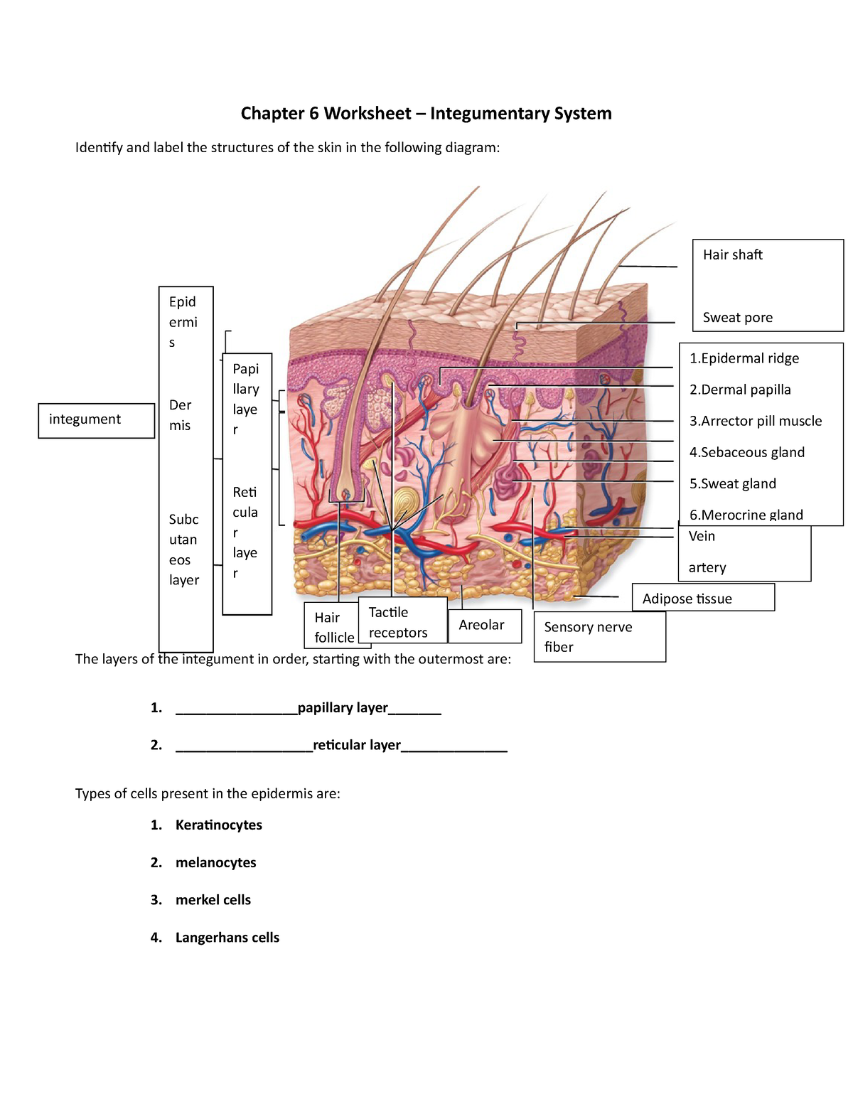 Chapter 6 Worksheet Integumentary System Notes Chapter 6 Worksheets Library Chapter 6 Worksheet Integumentary System Notes Chapter 6 Worksheets Library
