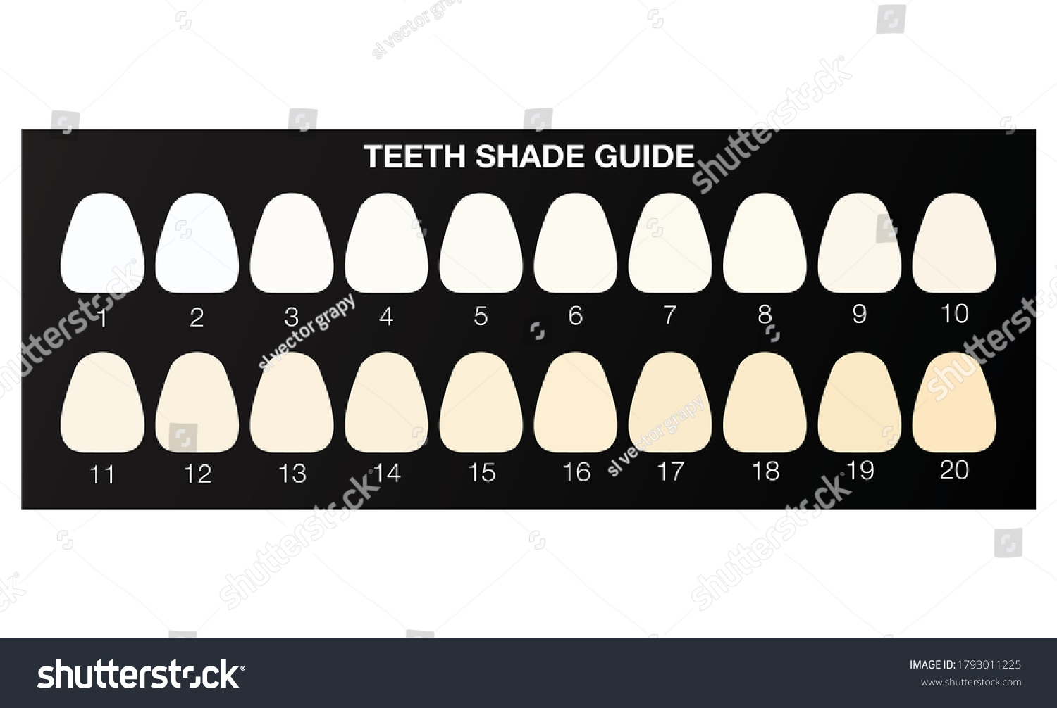 Dental Tooth Shade Guide Over 52 Royalty Free Licensable Stock Illustrations Drawings Shutterstock