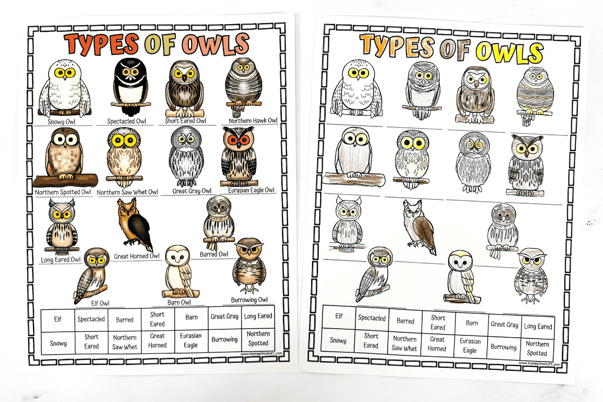 Different Types Of Owls Worksheet Free Printable
