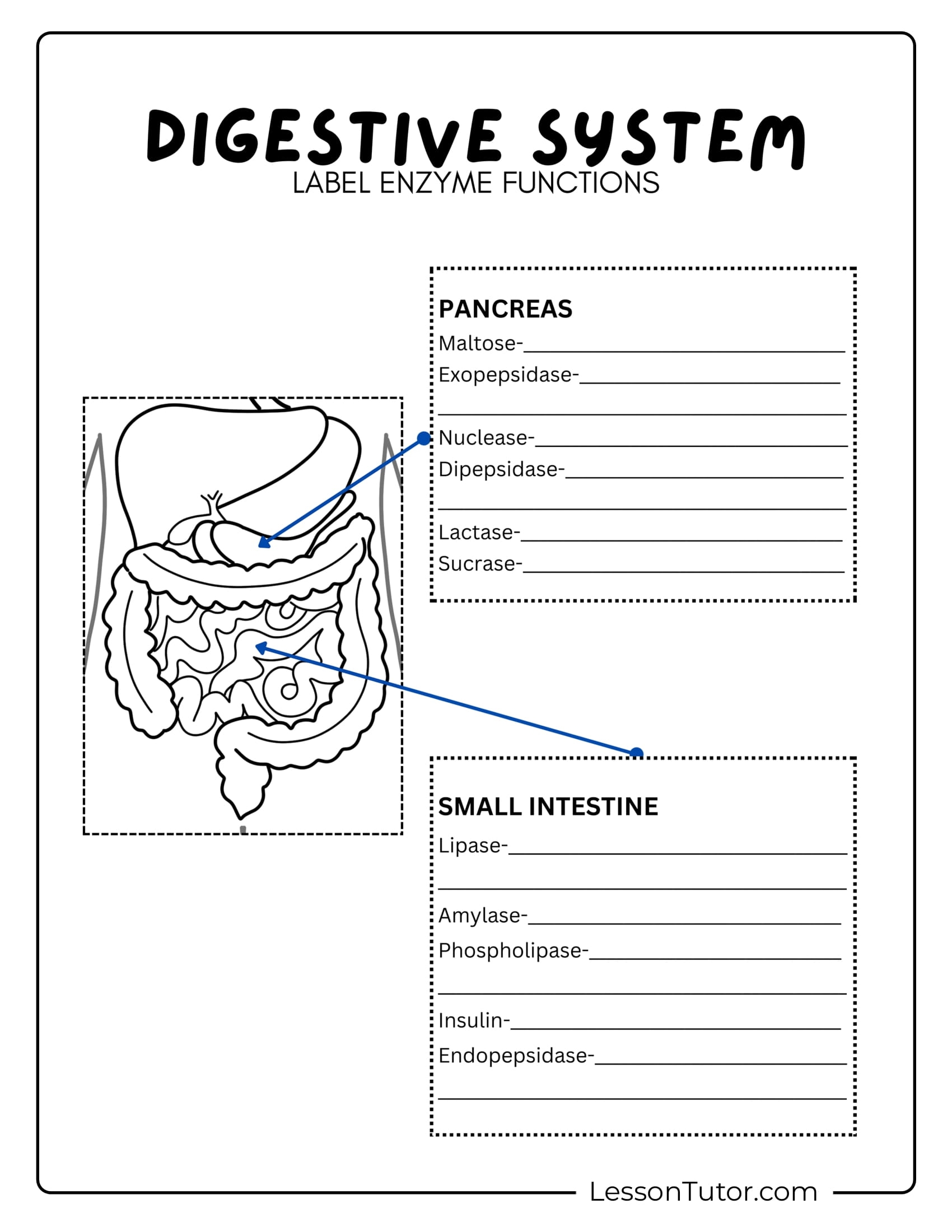 Digestive System Worksheets Lesson Tutor