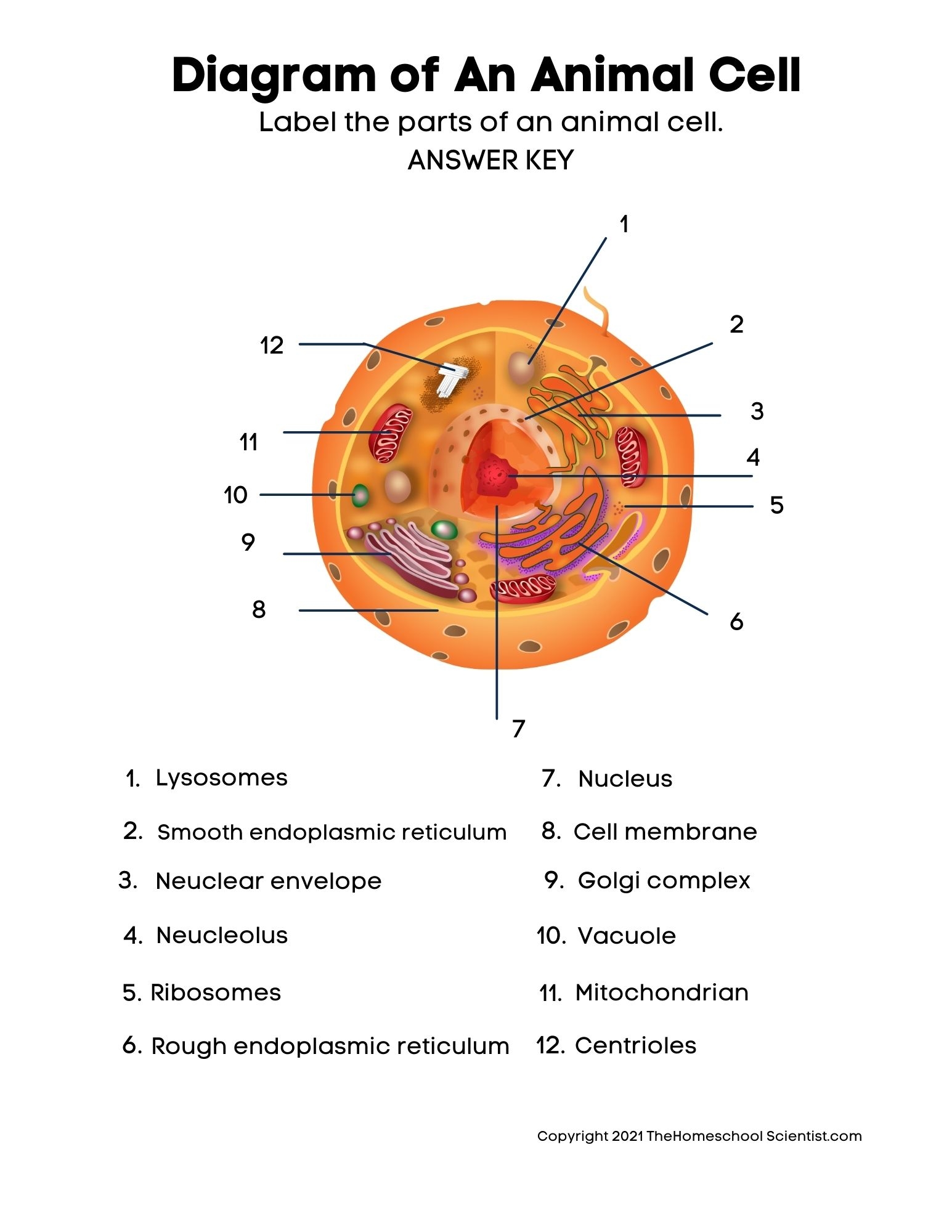 Free Biology Cell Worksheets And Flashcards The Homeschool Scientist