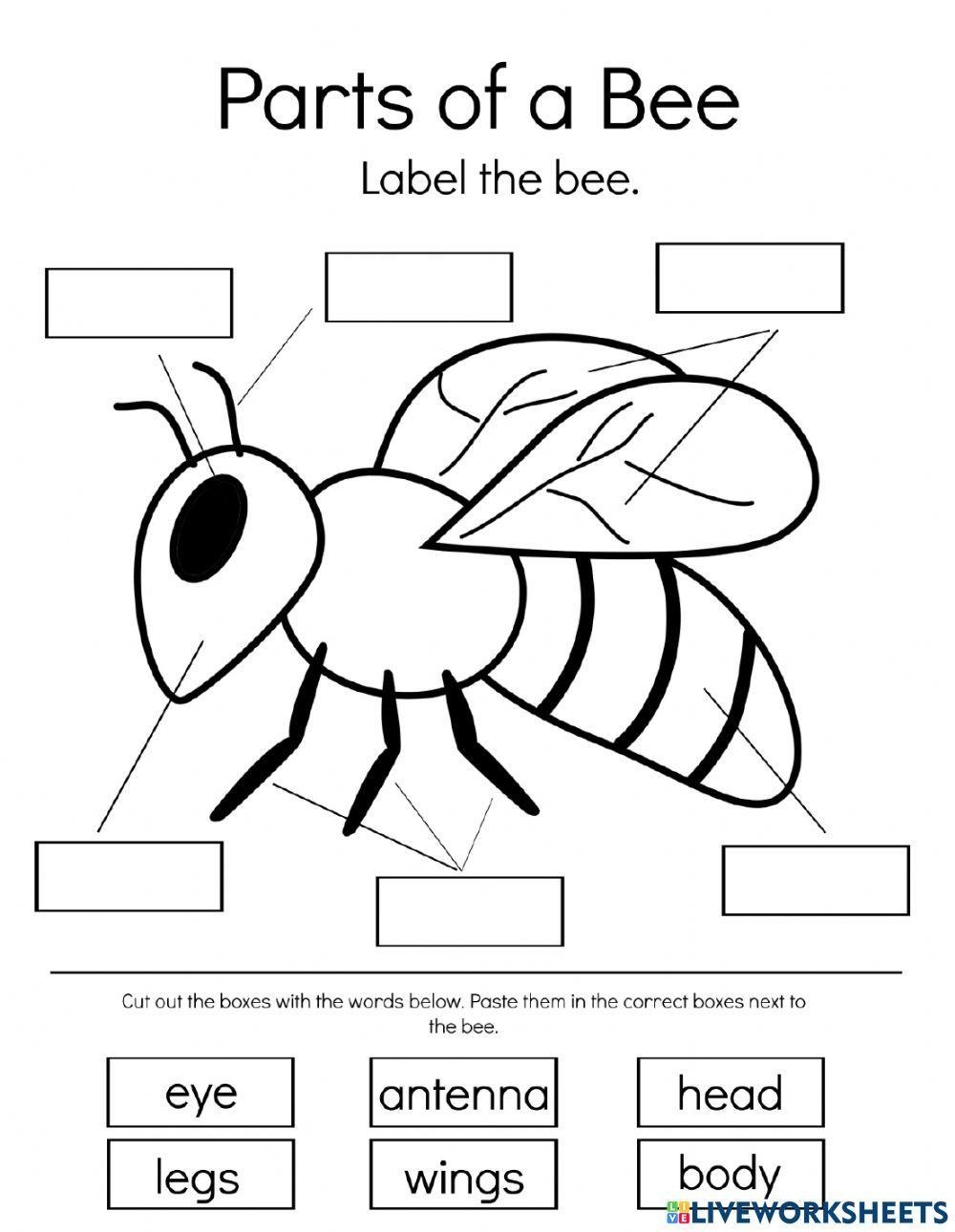 Free Honey Bee Worksheet Download Free Honey Bee Worksheet Png Images Free Worksheets On Clipart Library