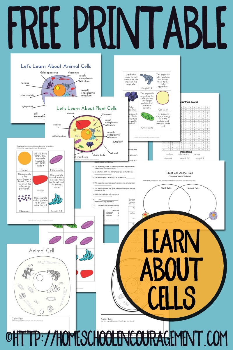 FREE Plant And Animal Cell Printables