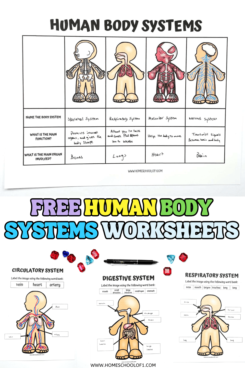 Free Printable Human Body Systems Worksheets For Kids