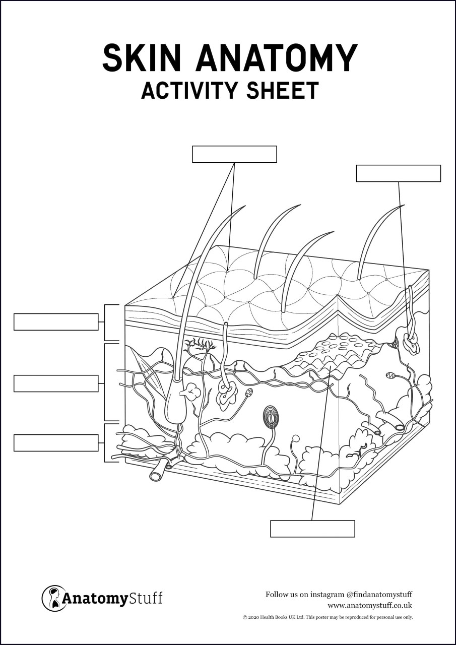 Free Skin Labeling Worksheet Download Free Skin Labeling Worksheet Png Images Free Worksheets On Clipart Library Free Skin Labeling Worksheet Download Free Skin Labeling Worksheet Png Images Free Worksheets On Clipart Library
