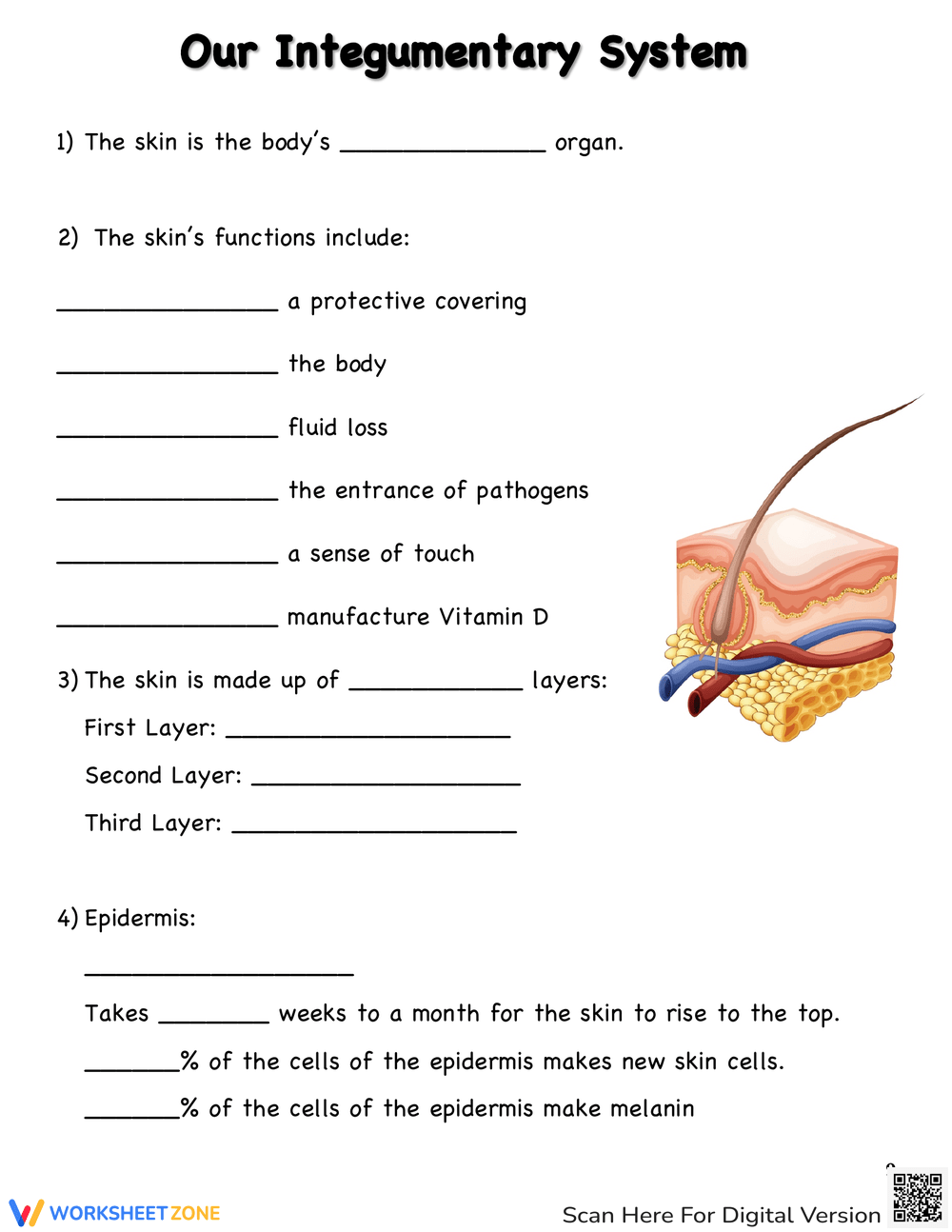 Grade 4 Integumentary System Review Worksheets 2025
