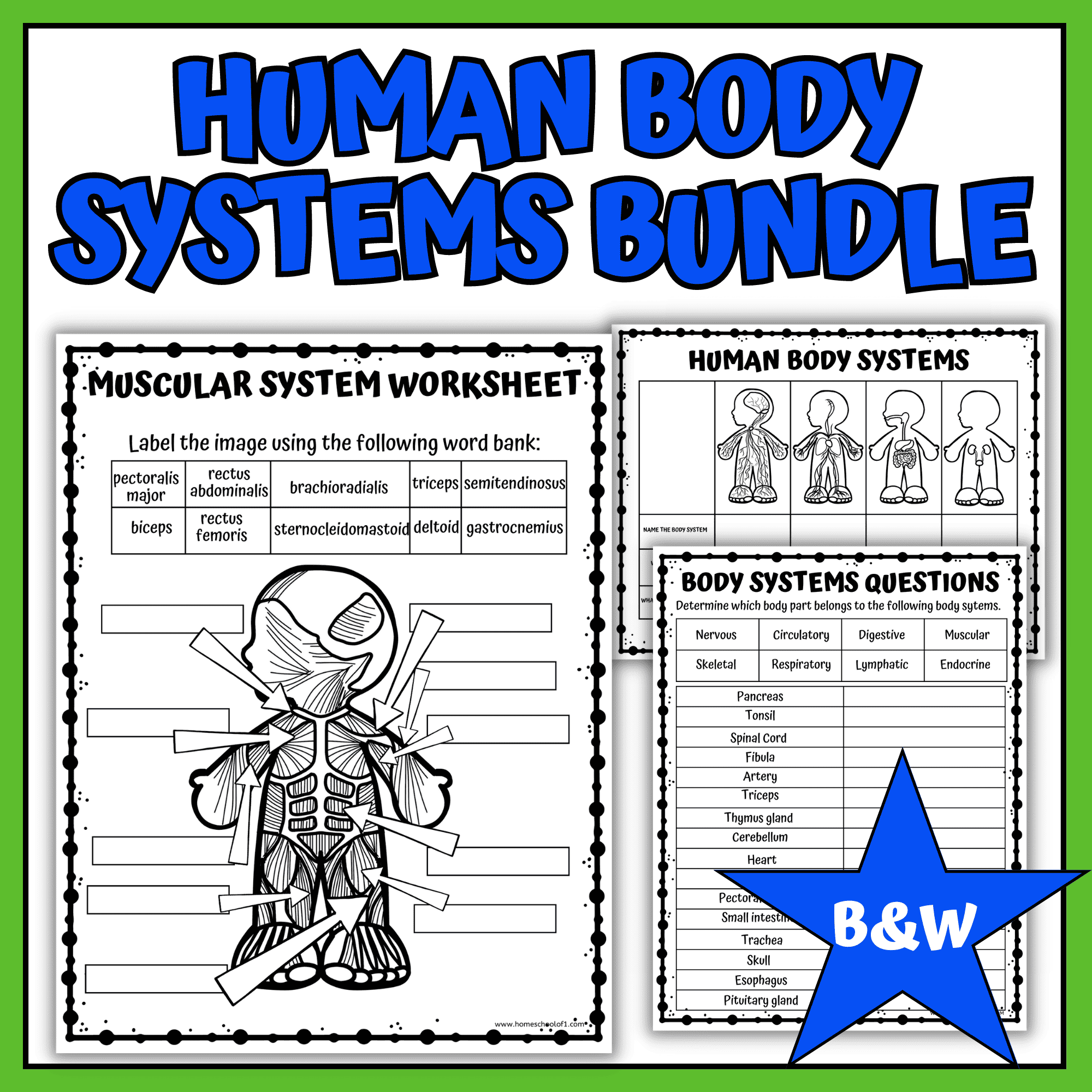 Printable Human Body Systems Worksheets Pdf