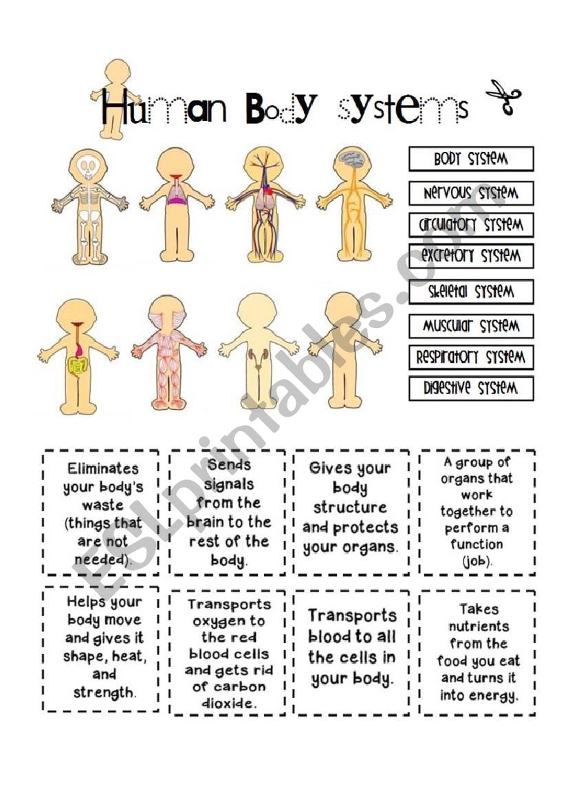 Human Body Systems ESL Worksheet By Yenn Worksheets Library