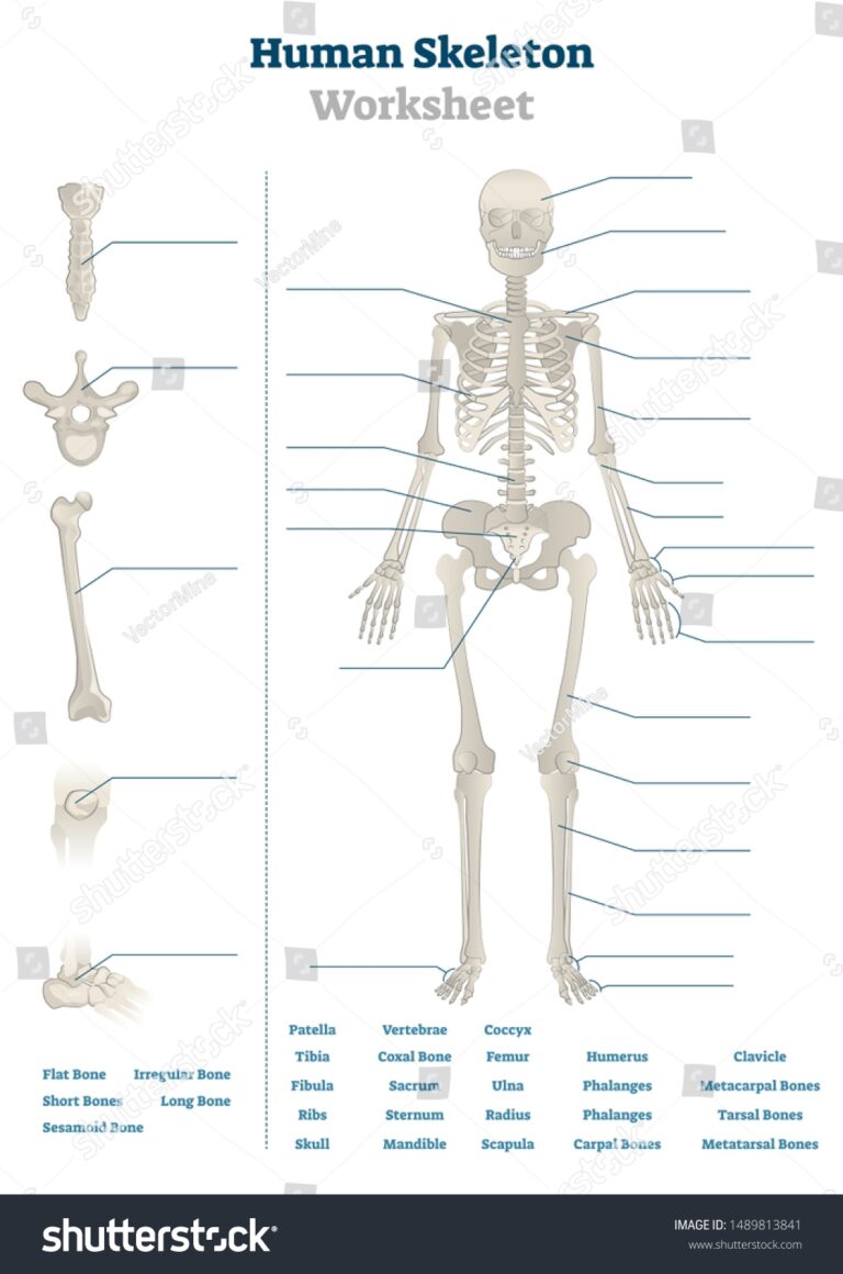 Human Skeleton Worksheet Vector Illustration Blank Stock Vector Royalty Free 1489813841 Shutterstock