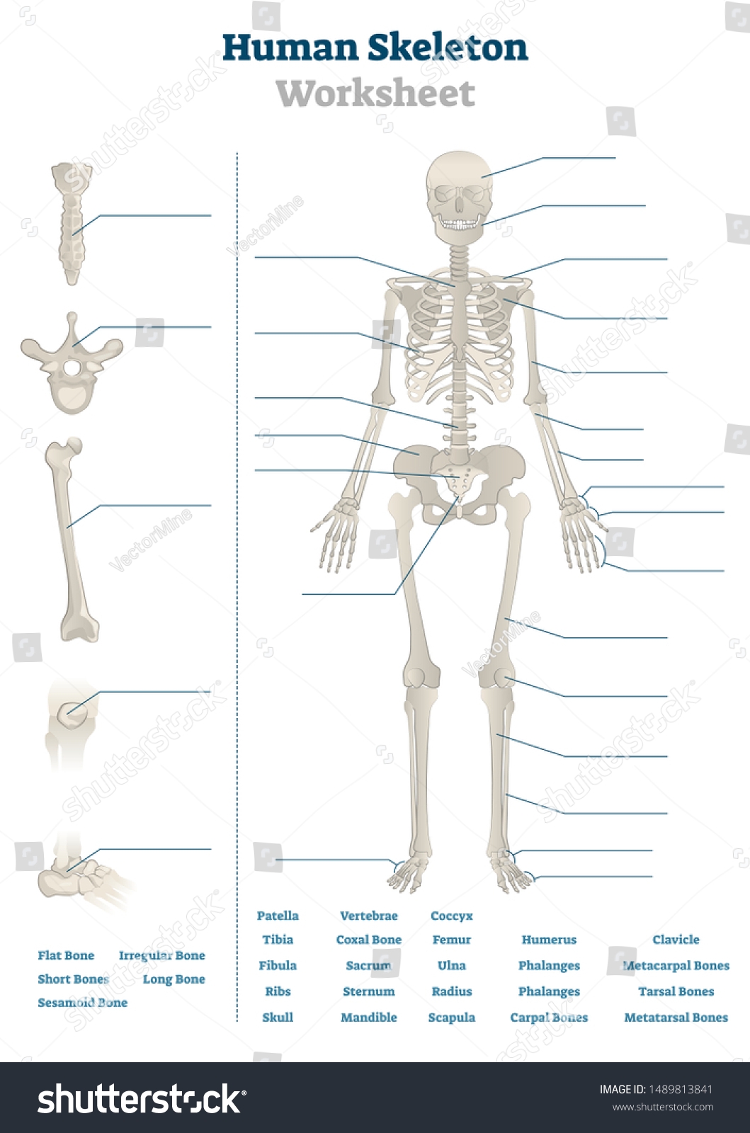 Human Skeleton Worksheet Vector Illustration Blank Stock Vector Royalty Free 1489813841 Shutterstock