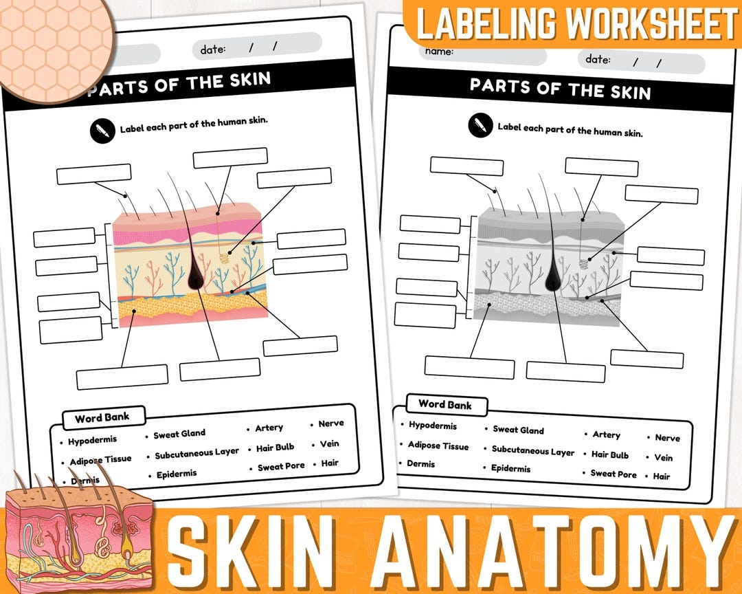 Human Skin Parts Labeling Worksheet Anatomy Of The Skin Parts Of The Human Skin Worksheets Instant Download Printable PDF Etsy