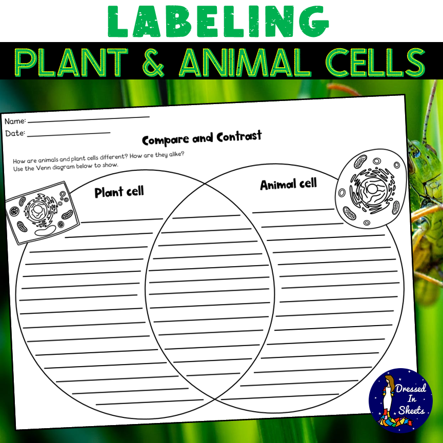 Labeling Plant And Animal Cells Made By Teachers