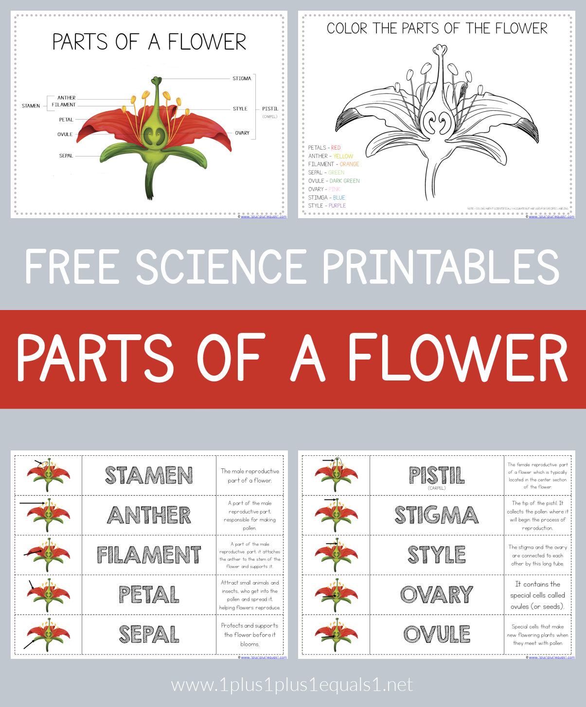 Parts Of A Flower Free Science Printables 1 1 1 1