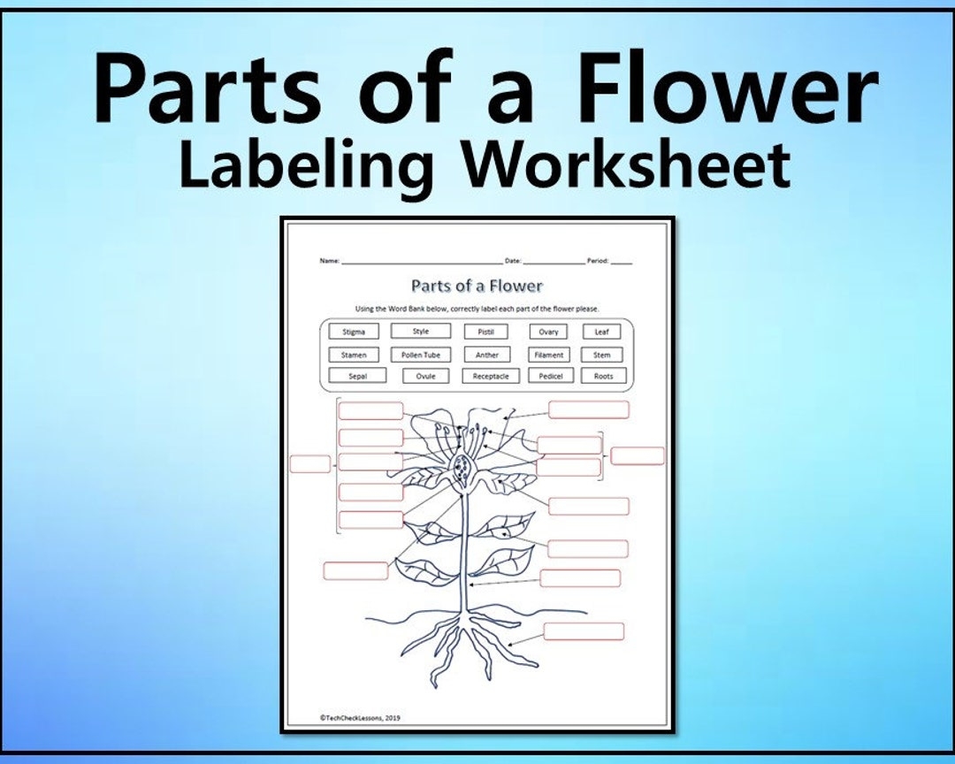 Parts Of A Flower Printable Worksheet