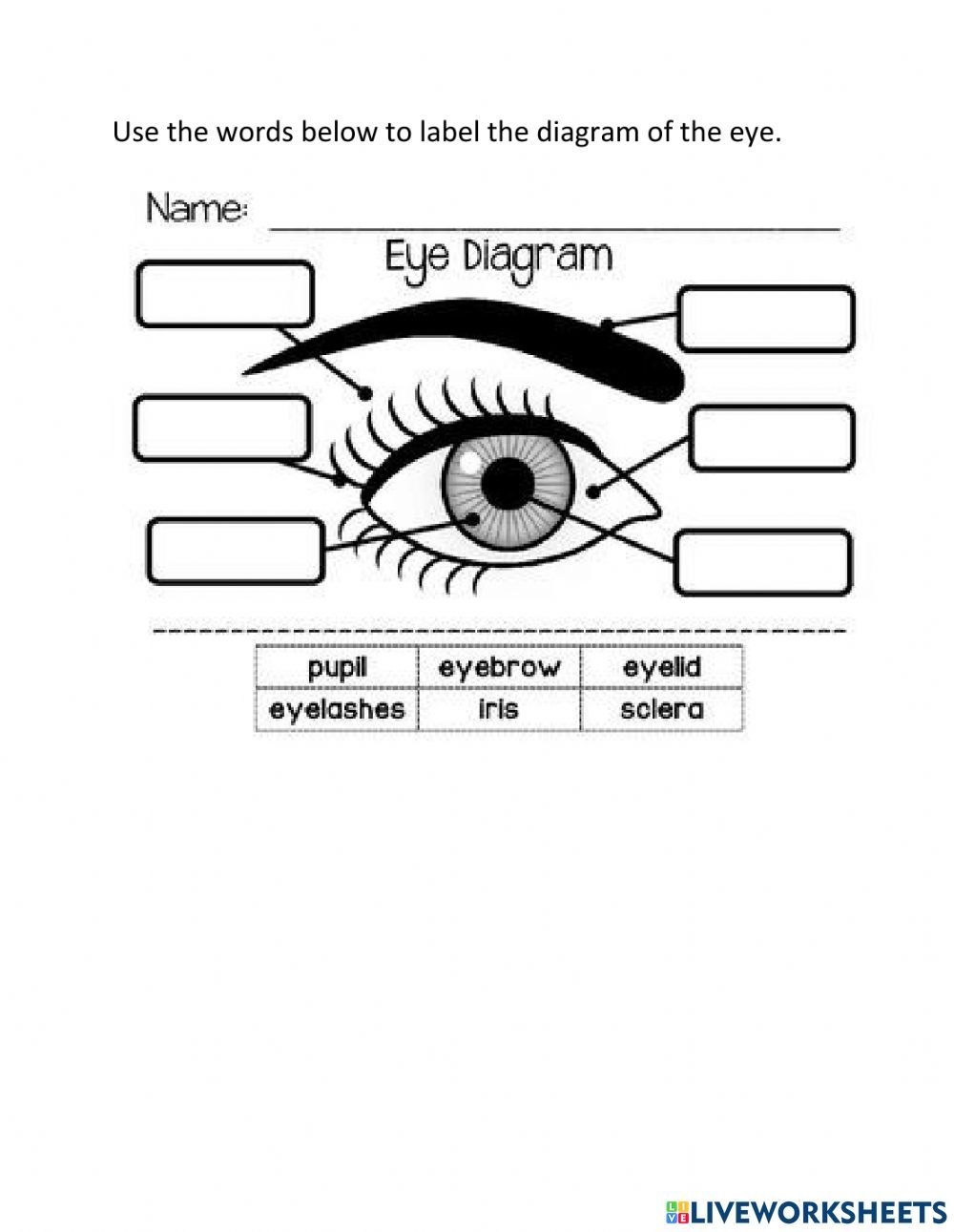 Parts Of The Eye Online Worksheet Worksheets Library