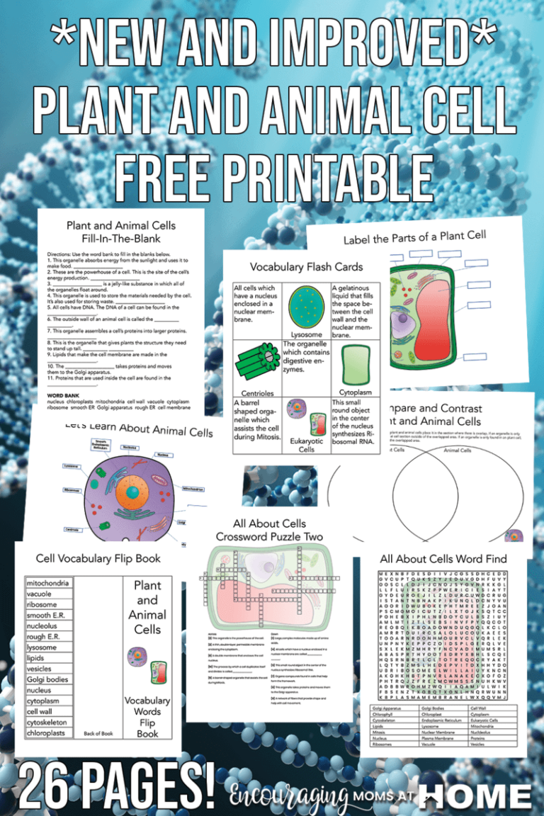 Plant And Animal Cell Worksheets And Animal Cell Project Grade 6