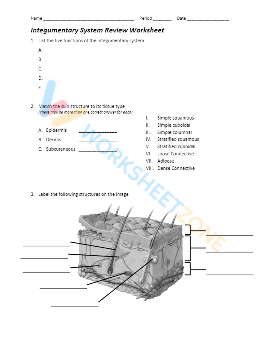 Printable Integumentary System Labeling Worksheet Printable Integumentary System Labeling Worksheet