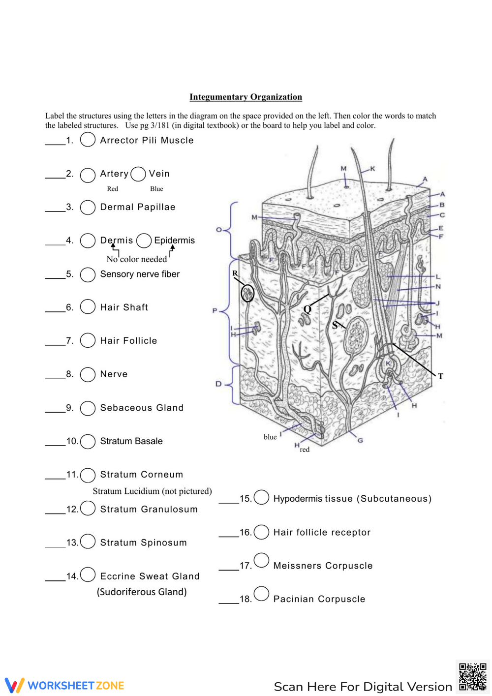 Printable Integumentary System Review Worksheets Download Printable Integumentary System Review Worksheets Download