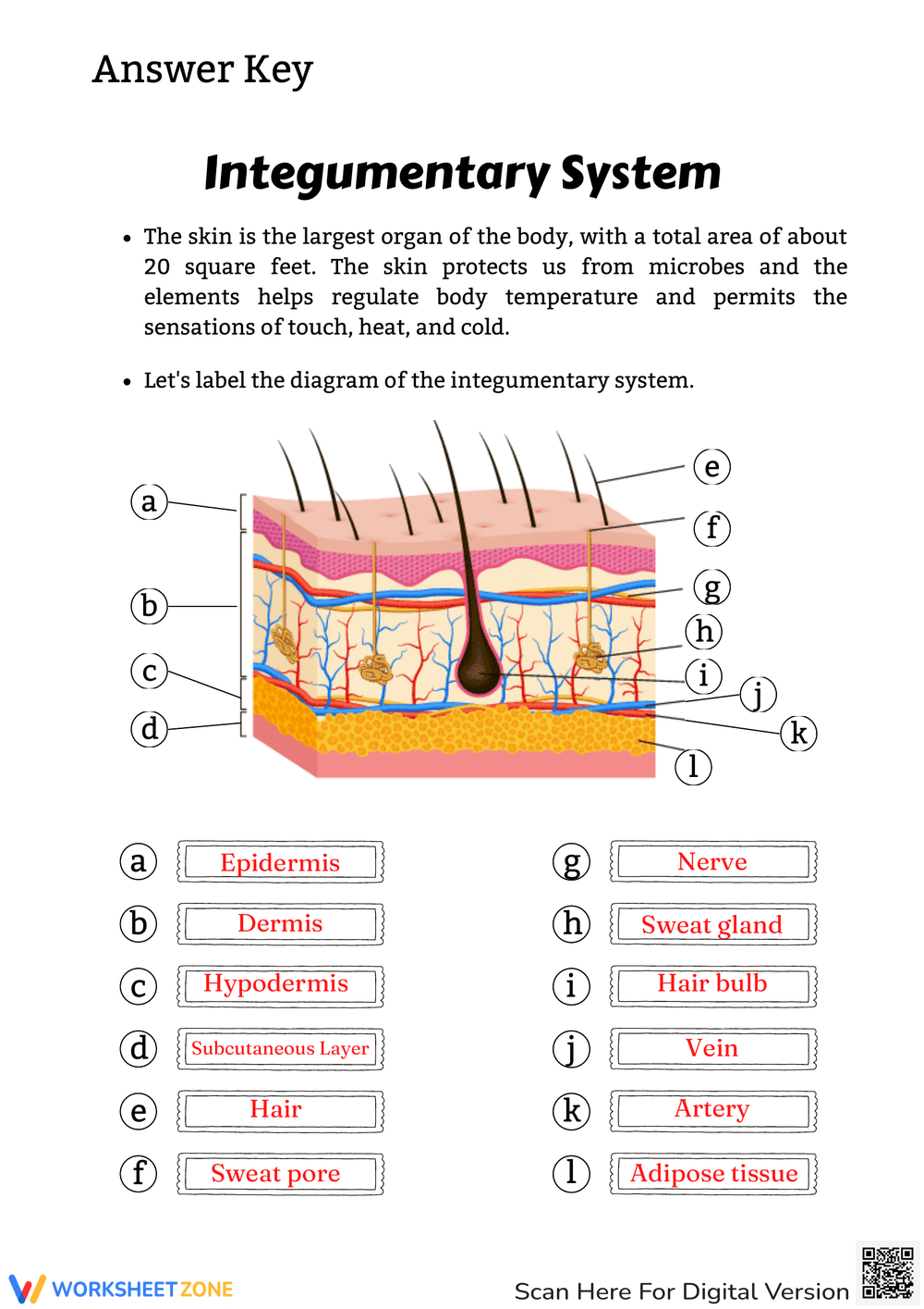 Printable Integumentary System Review Worksheets Download