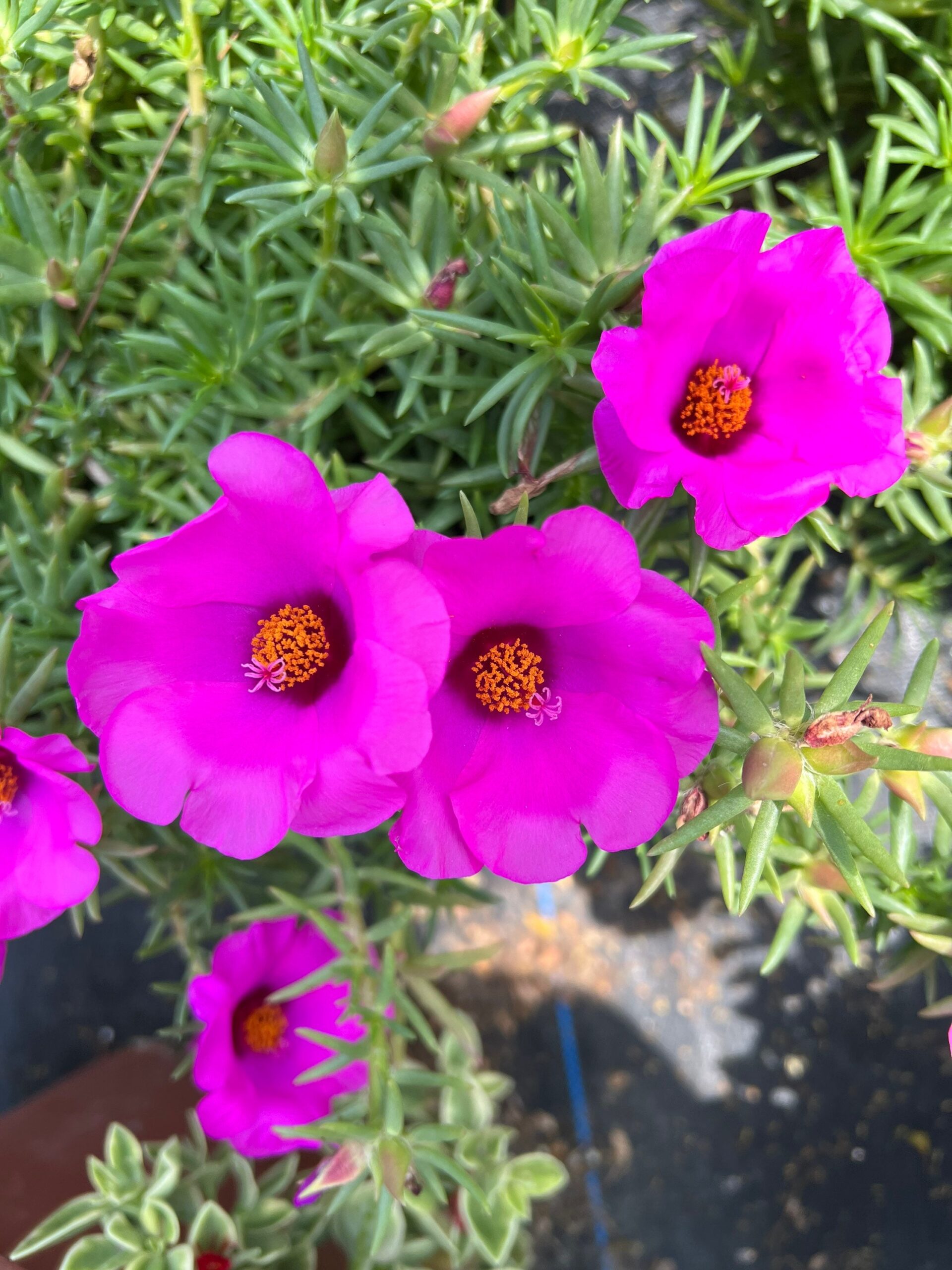Purple Portulaca Grandiflora Perennial Moss Rose Single Petal 