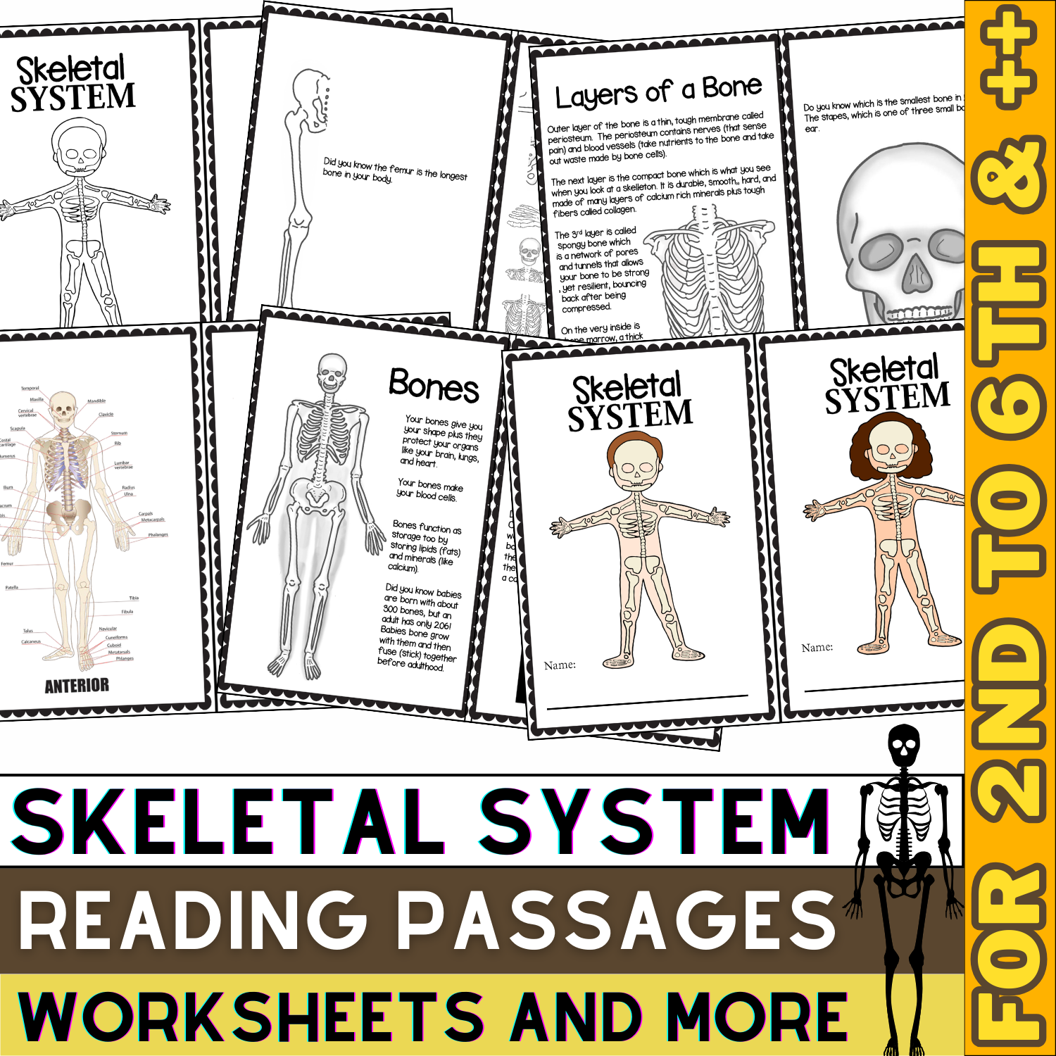 Skeletal System Activities Passages Worksheets Skeleton Unit Human Body Made By Teachers