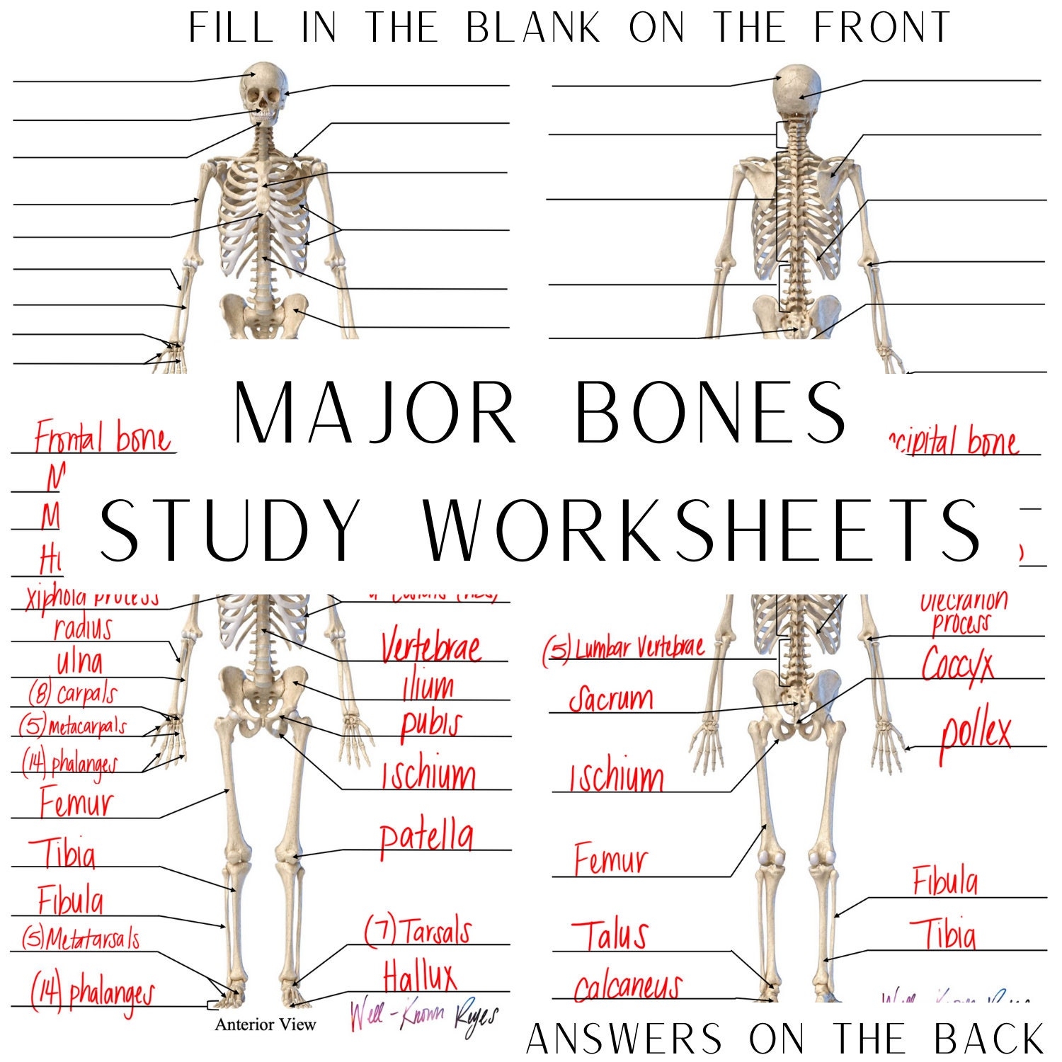 Skeletal System Major Bones Anatomy Physiology Study Worksheets Digital Download Anterior View Posterior View Etsy