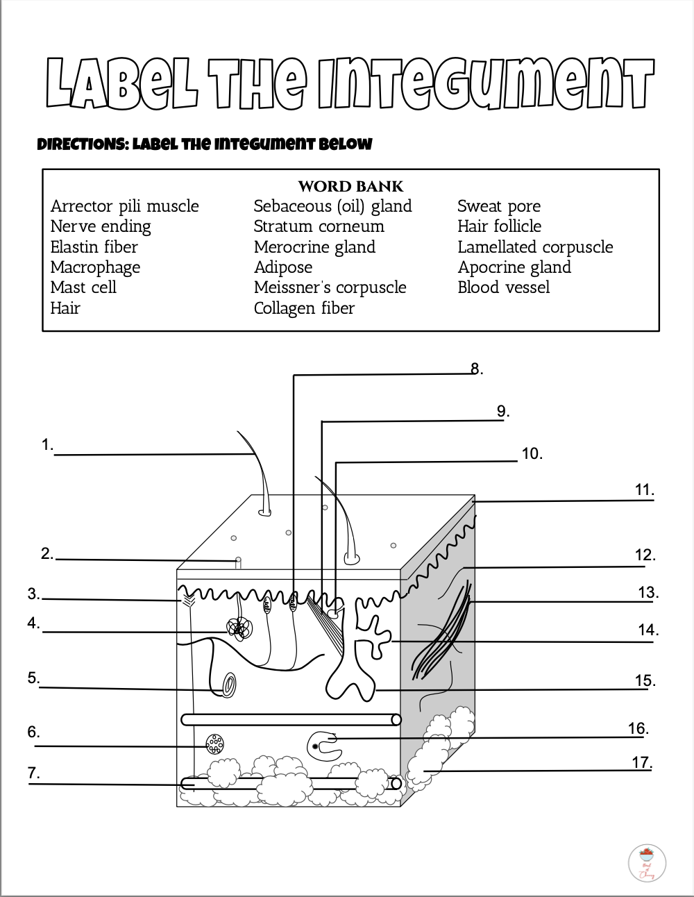 Skin Integument Reading Coloring Quiz PDF Classful Skin Integument Reading Coloring Quiz PDF Classful