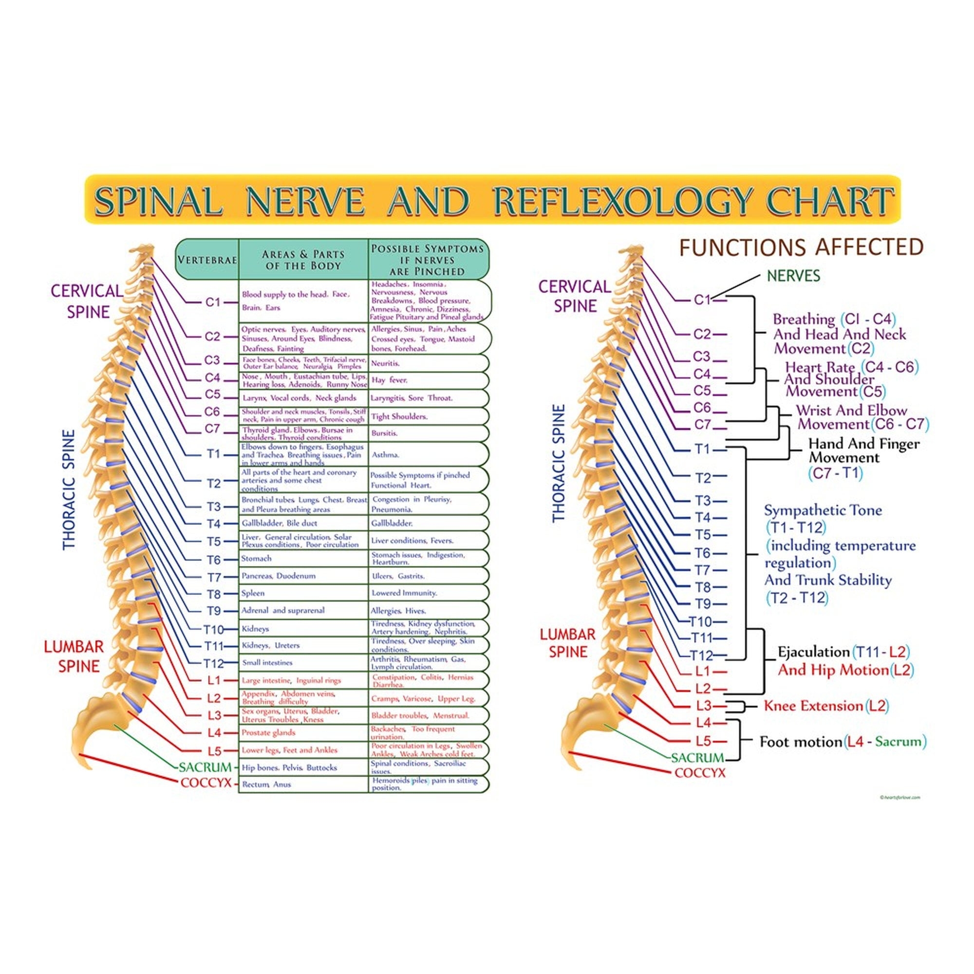 Printable Spinal Nerve Chart