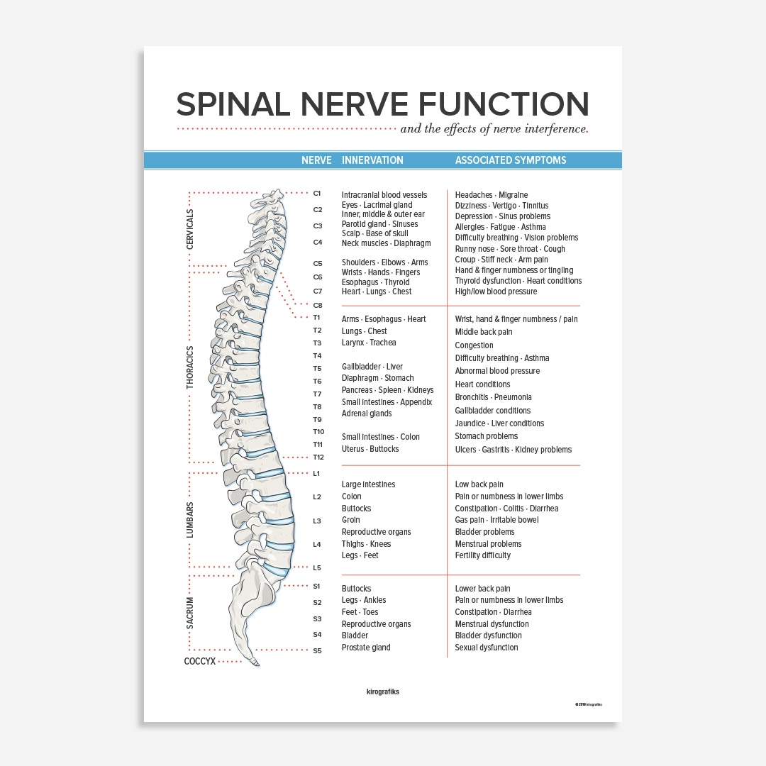 SPINAL NERVE FUNCTION CHART Poster By Kirografiks